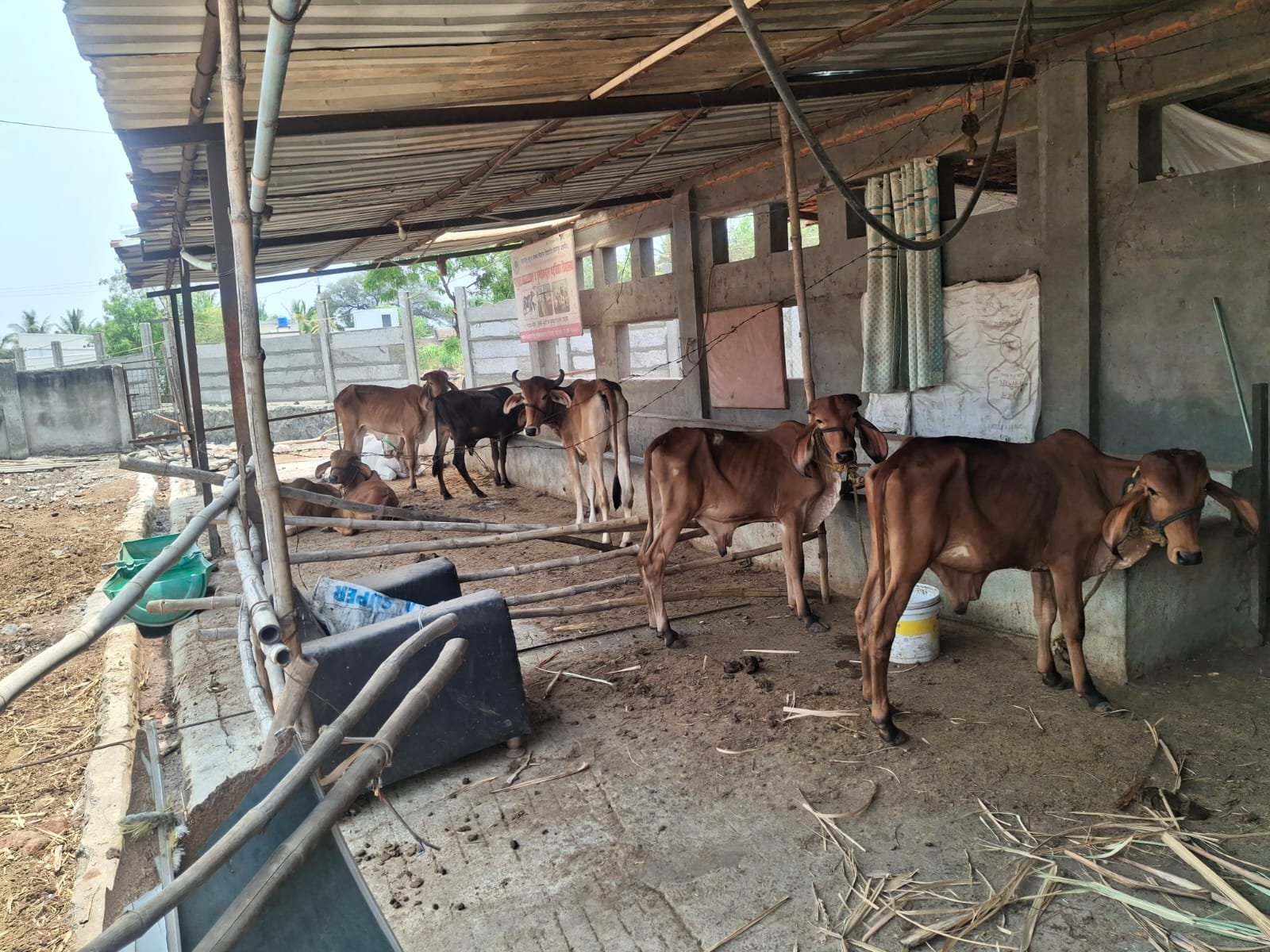 डेअरी फार्म