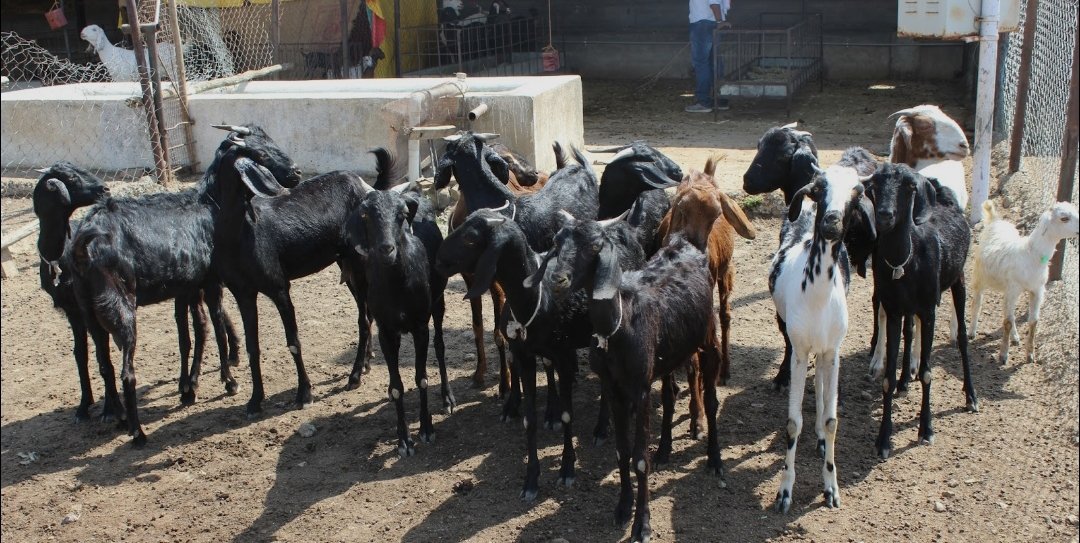 शेळीपालन